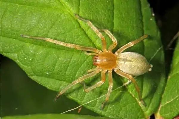 Araña de saco de patas largas