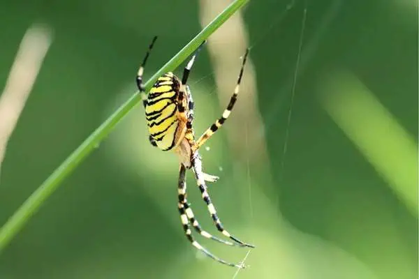 Araña de jardín negra y amarilla