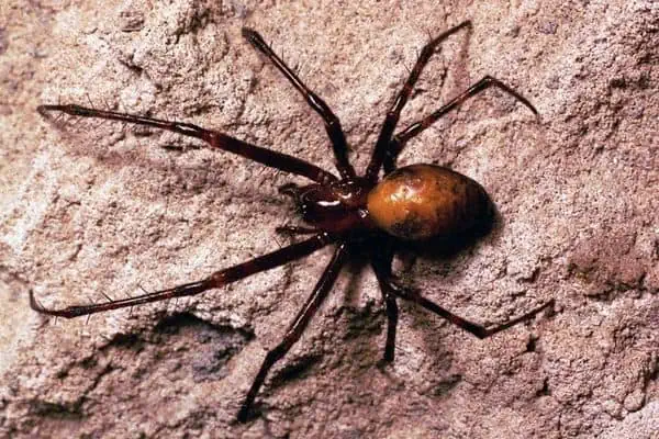 Araña de las cuevas