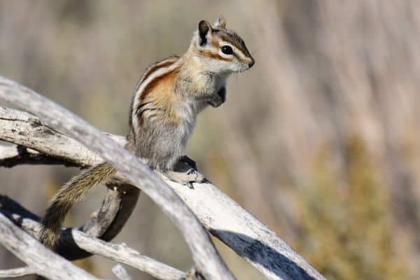 Menos Chipmunk de pie en la rama de un árbol