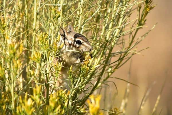 Menos ardillas listadas comiendo plantas