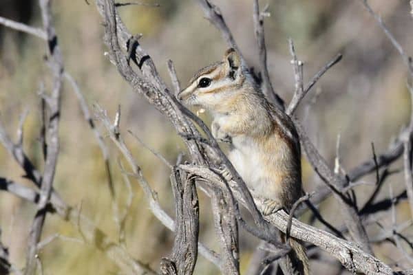 Menos ardilla listada en un árbol muerto