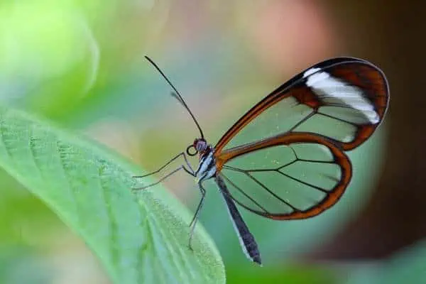 Mariposa de alas de cristal posada sobre una hoja