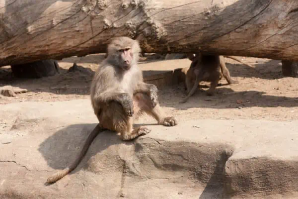 babuino sentado
