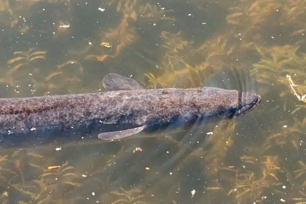 Anguila de aleta larga en agua dulce