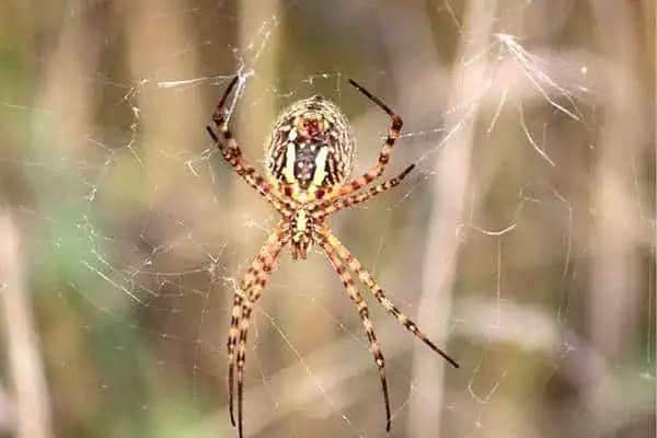 Araña de jardín con bandas