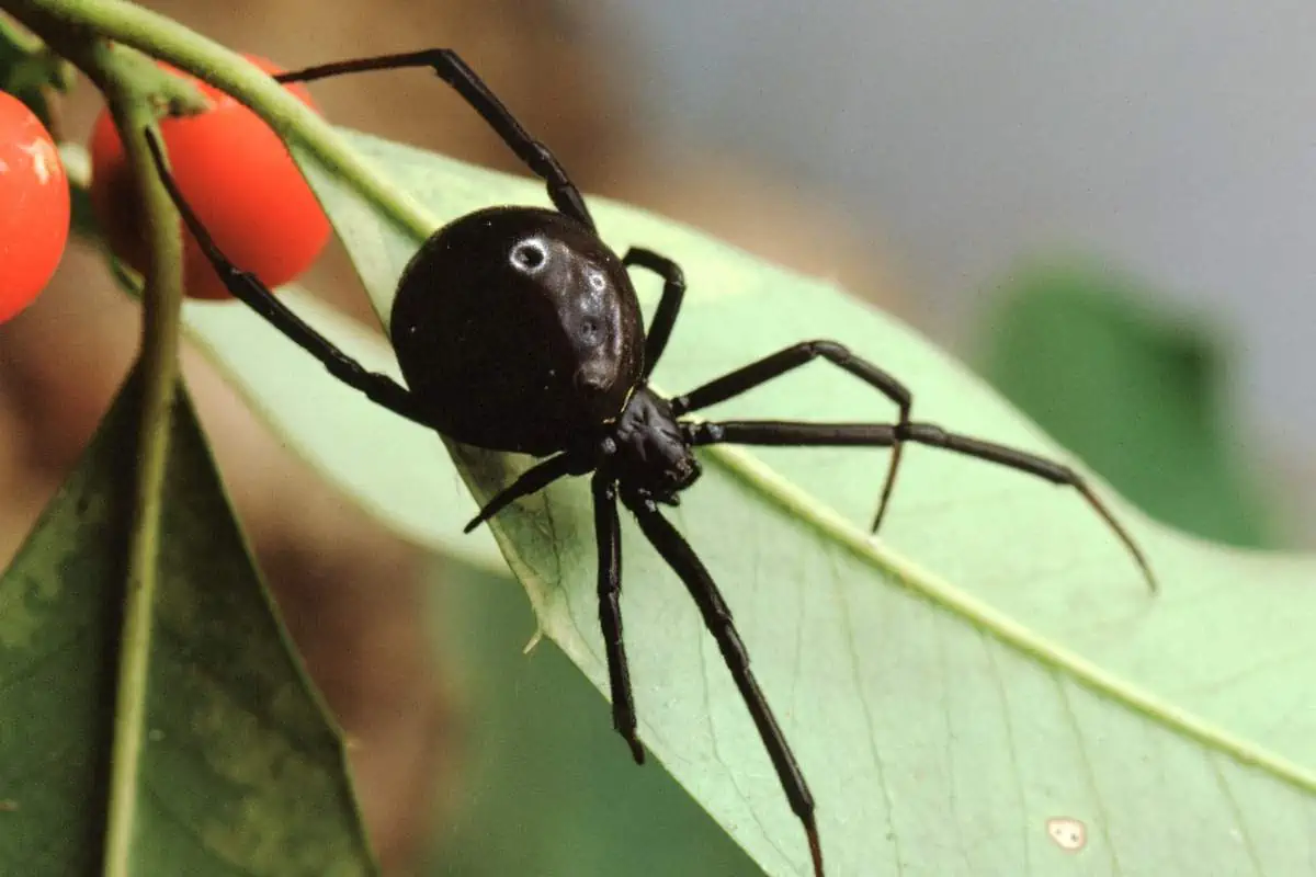 Viuda negra del sur en una hoja