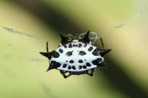 Araña tejedora de orbes de espalda espinosa