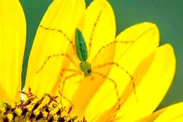 Araña lince verde