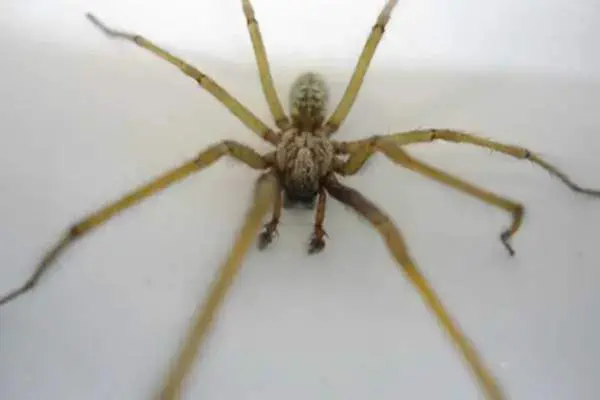 Araña doméstica común