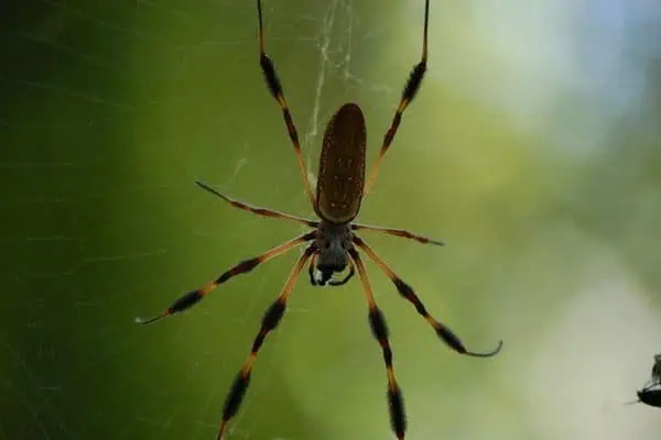 Araña plátano