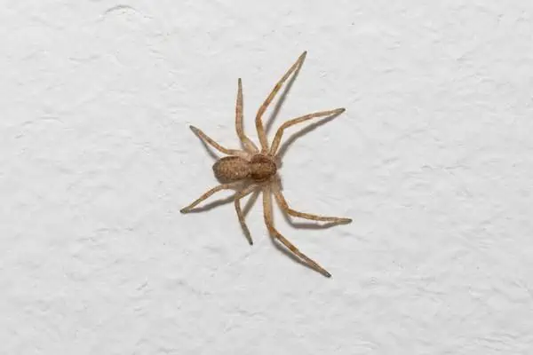 Araña doméstica común en la pared