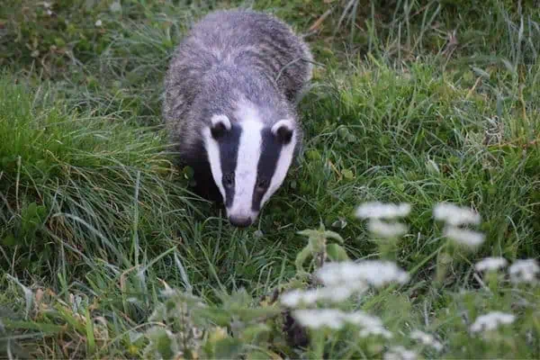 Tejón comiendo hierba