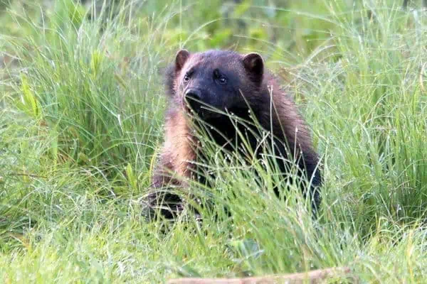 Wolverine en el campo de hierba