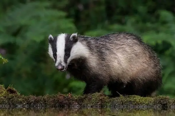 Badger estaba mirando a su presa.