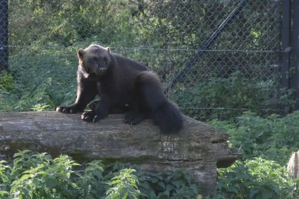 Wolverine descansando sobre un tronco