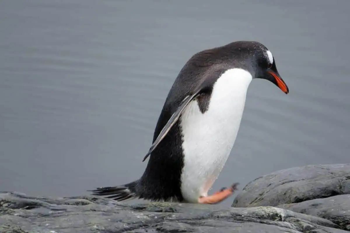 Pingüino