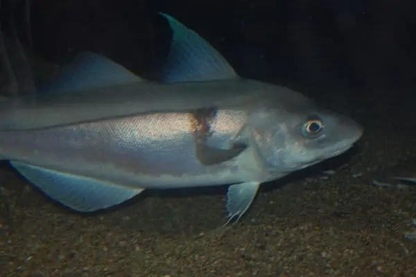Abadejo en acuario