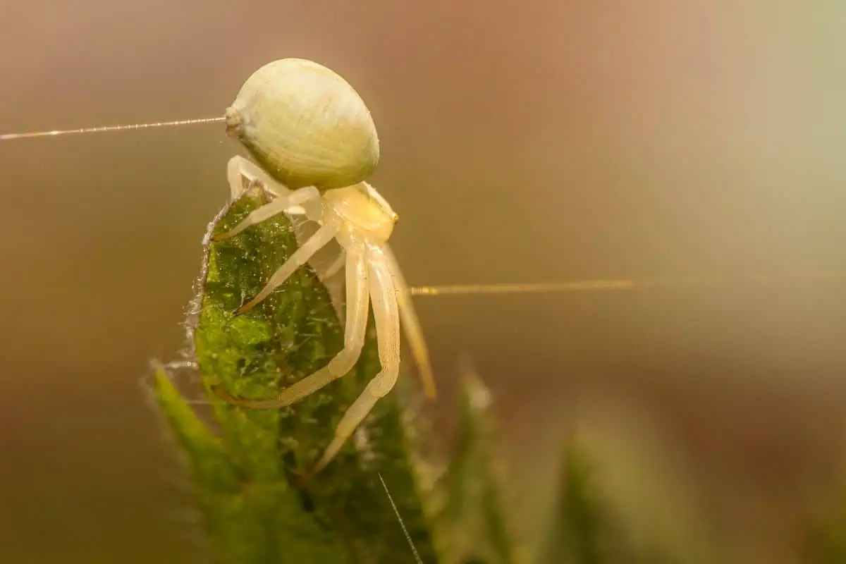 araña cangrejo vara de oro