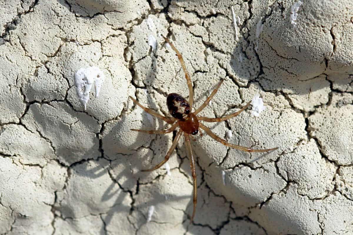 Araña de telaraña triangular