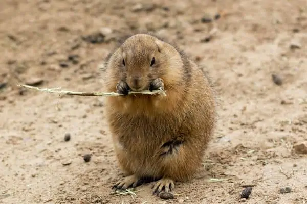 Perro de la pradera comiendo tallo en el suelo