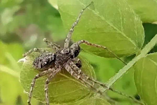 Araña cangrejo corriendo