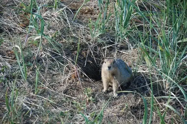 Ardilla de tierra emerge en su madriguera