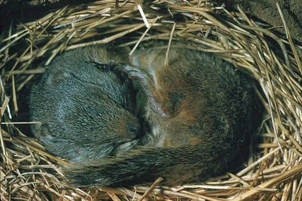 Ardilla de tierra durmiendo en el nido