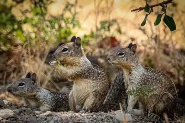 Grupo de ardillas terrestres