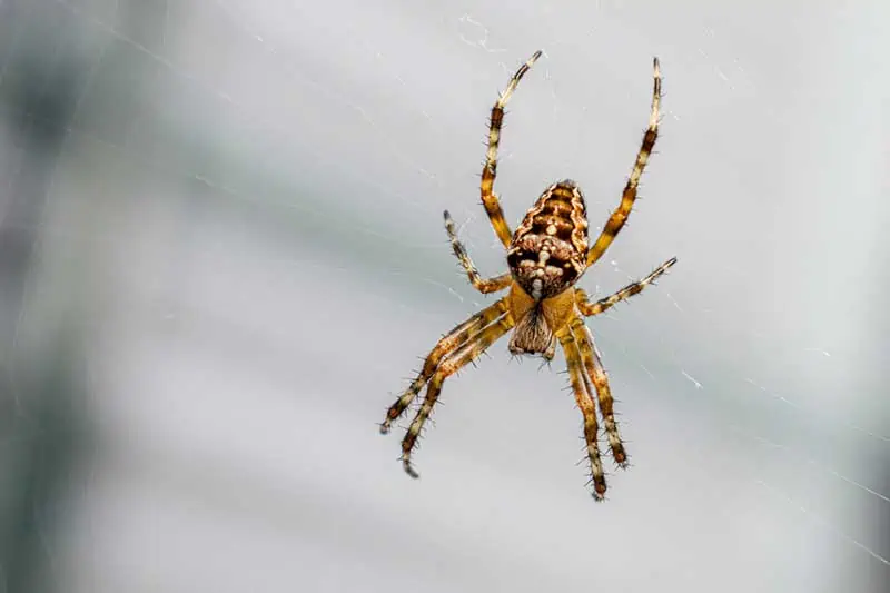 Araña de jardín negra y amarilla