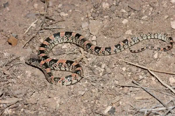 Serpiente de nariz larga