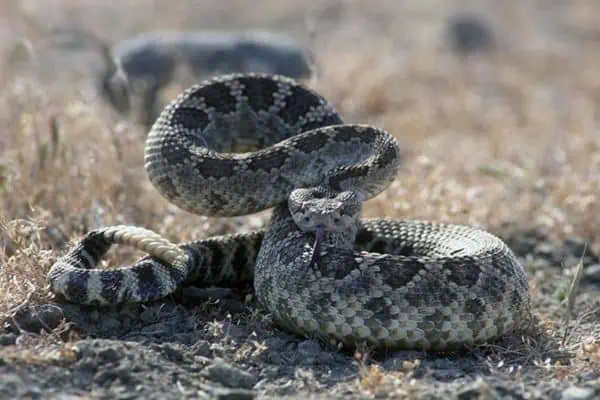 serpiente de cascabel occidental