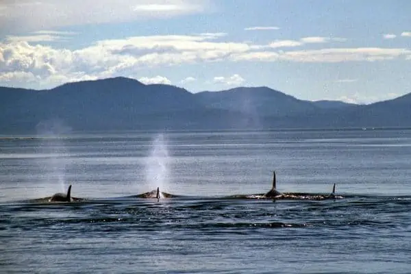 Grupo de Orcas expulsando aire.