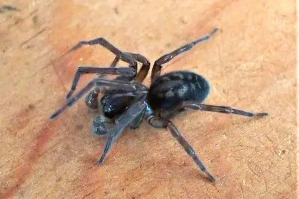 Una araña tejedora de encaje negra