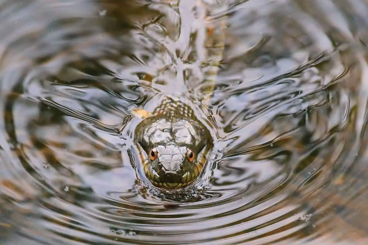 Serpiente de agua del norte nadando