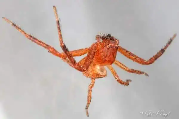 Araña cangrejo terrestre mortal aislada en blanco