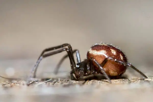 falsa araña viuda negra