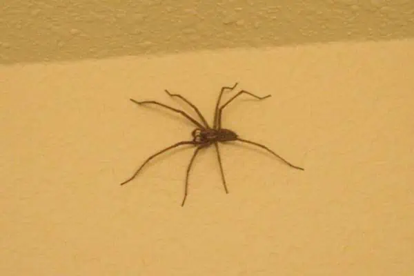 Araña casera gigante en la pared