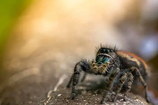 araña saltadora de johnson