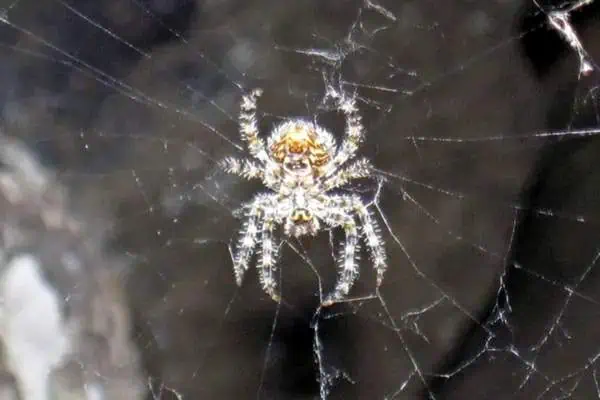 Araña con cara de gato