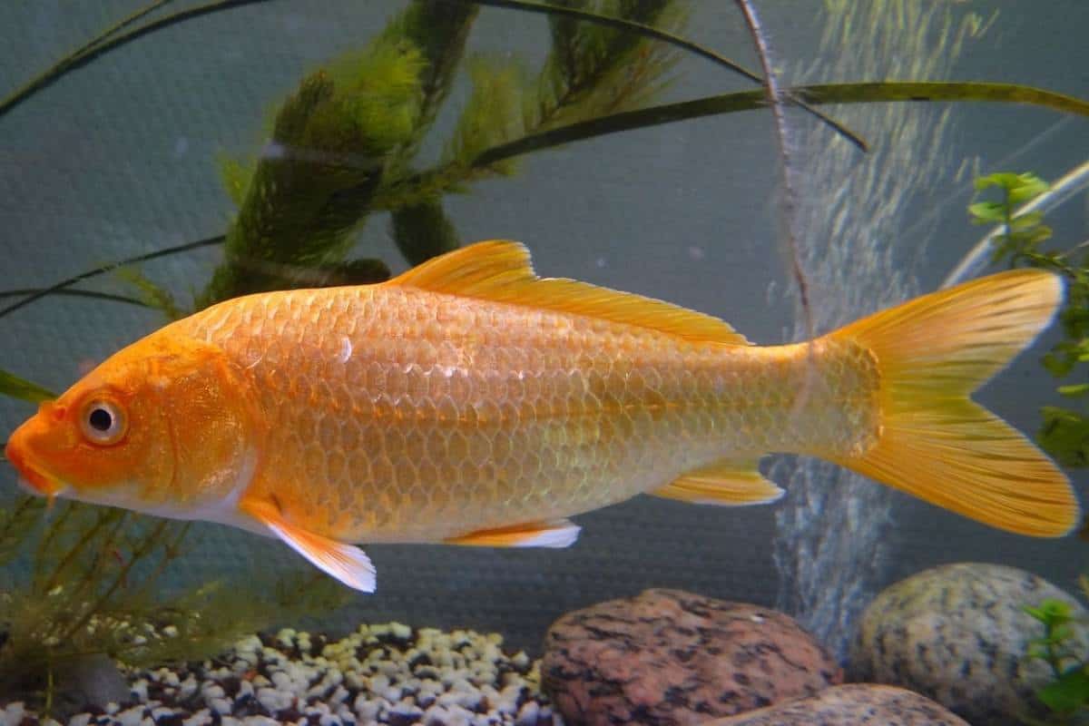 Carpa koi en el estanque