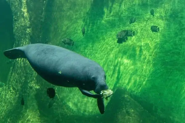 Manatí alimentándose bajo el agua