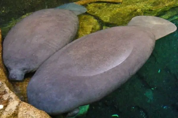 Pareja de manatíes en aguas poco profundas