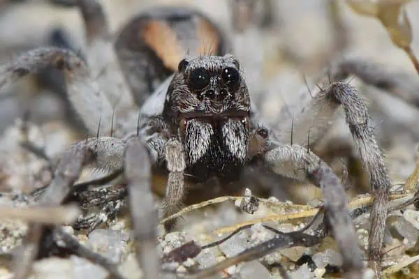 Araña lobo tiro cercano