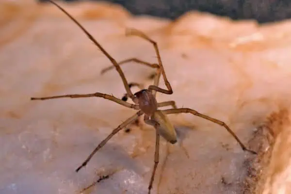 Araña de saco amarillo de patas negras