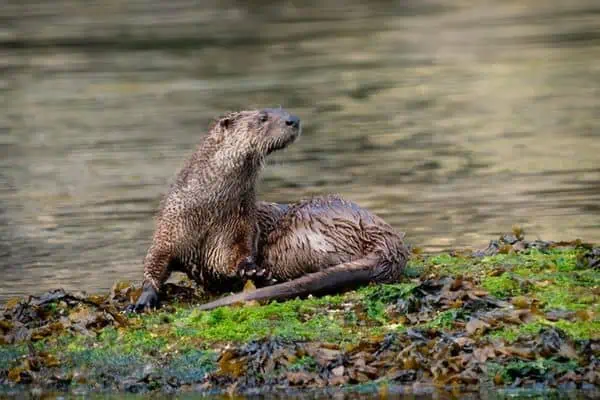 Nutria de río en humedal