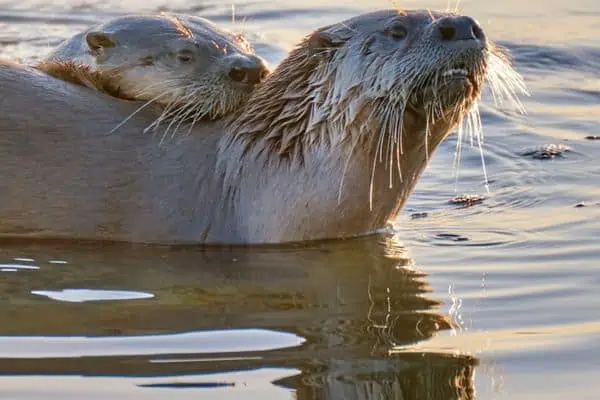 Apareamiento de la nutria de río