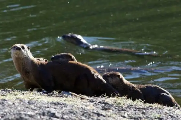 familia de nutria de río en agua dulce