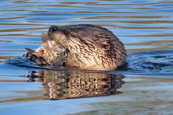 La nutria de río come pescado fresco