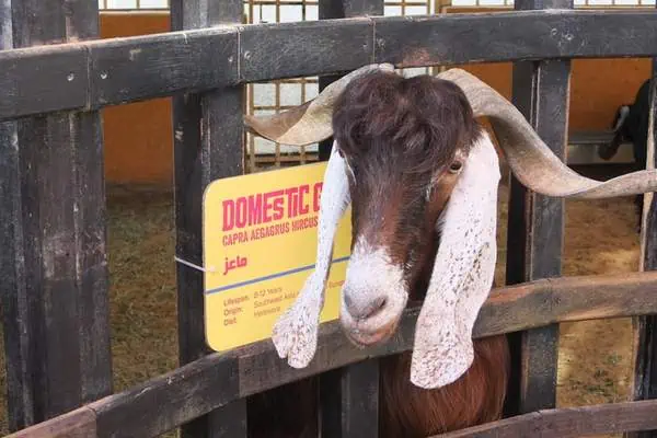Cabra doméstica en la granja